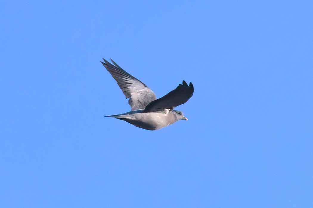 Stock Dove